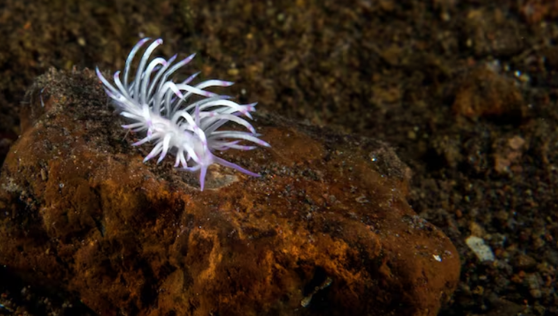 Berghia Nudibranch for Sale